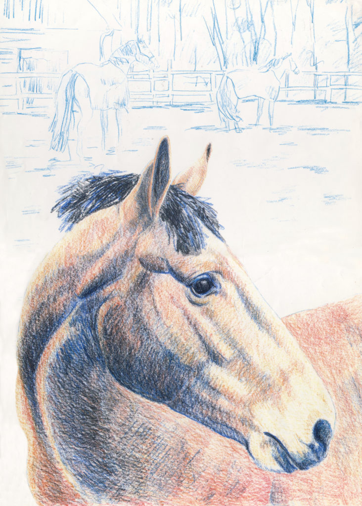 paard getekend in kleurpotlood door JWH